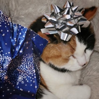 Christmas Callico.
(Celebrating two days late.)